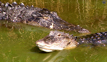 gator