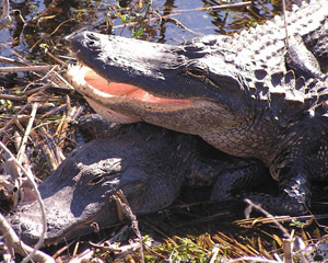 gator