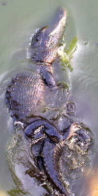 gator