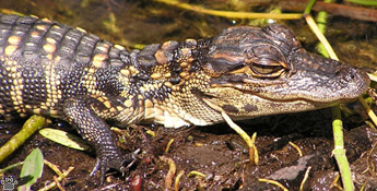 gator