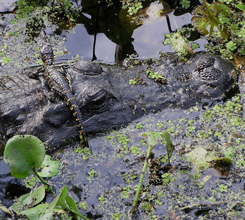gator