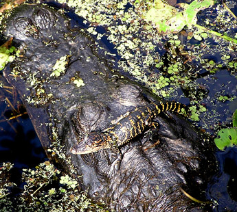 gator