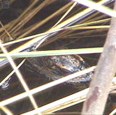 gator