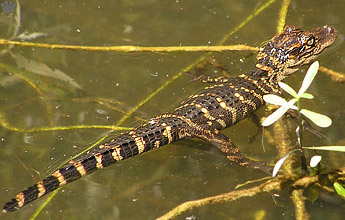 gator
