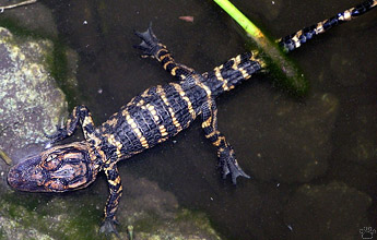 gator