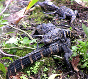 gator