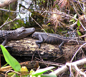 gator