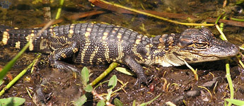 gator