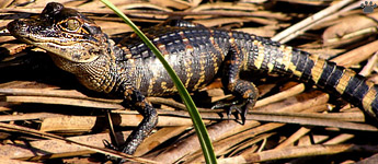 gator