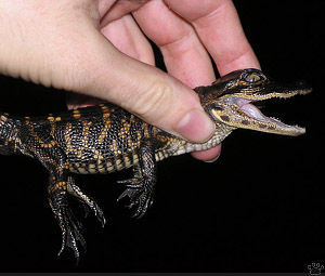gator