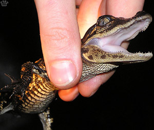 gator