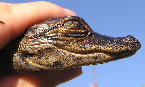 gator