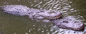 gator