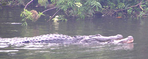 gator