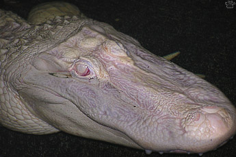 gator