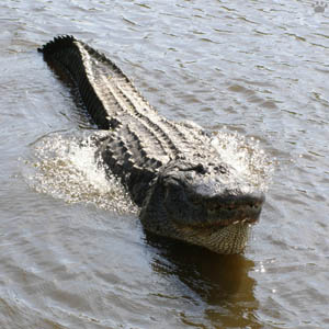 gator