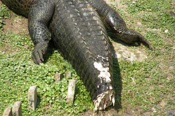 gator