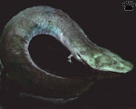 amphiuma