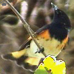 bird