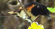 bird