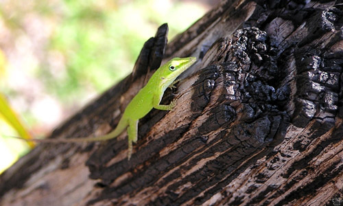 lizard