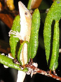 lizard