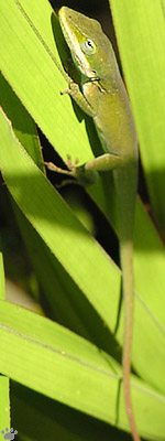 lizard