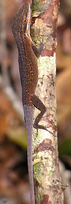 lizard
