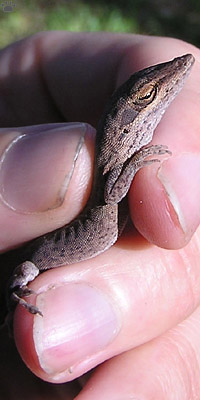snake