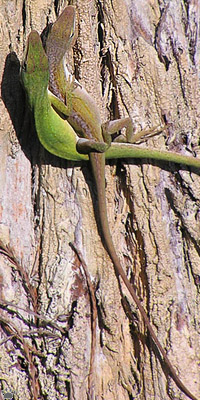snake