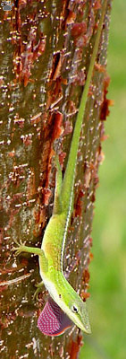 lizard