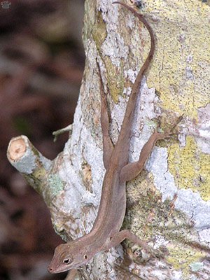 lizard