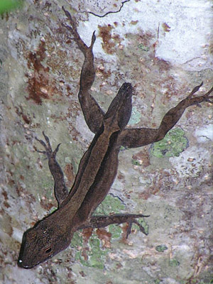 lizard