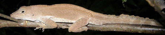 lizard