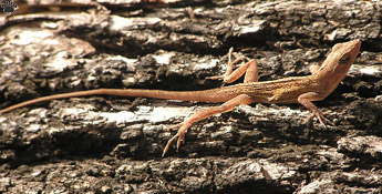 lizards