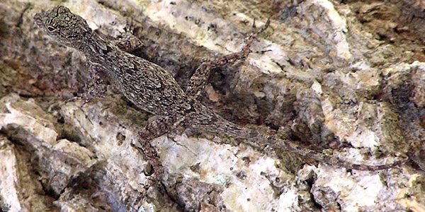 lizard