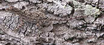 lizard