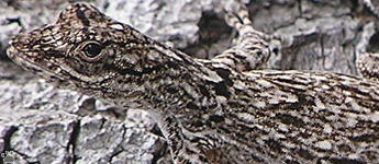 lizard