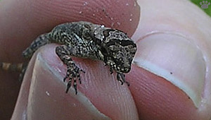 lizard