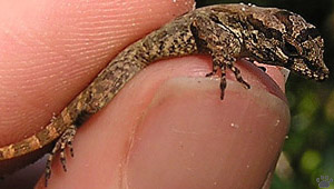 lizard