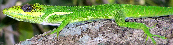 lizard