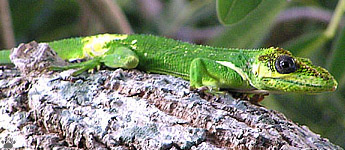 lizard