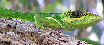 lizard