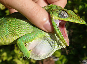 lizard