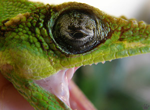 lizard