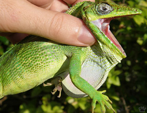 lizard