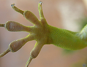 lizard