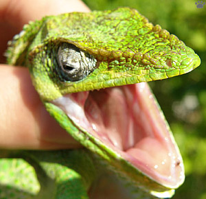 lizard