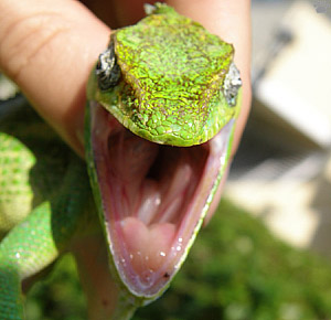 lizard