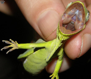lizard